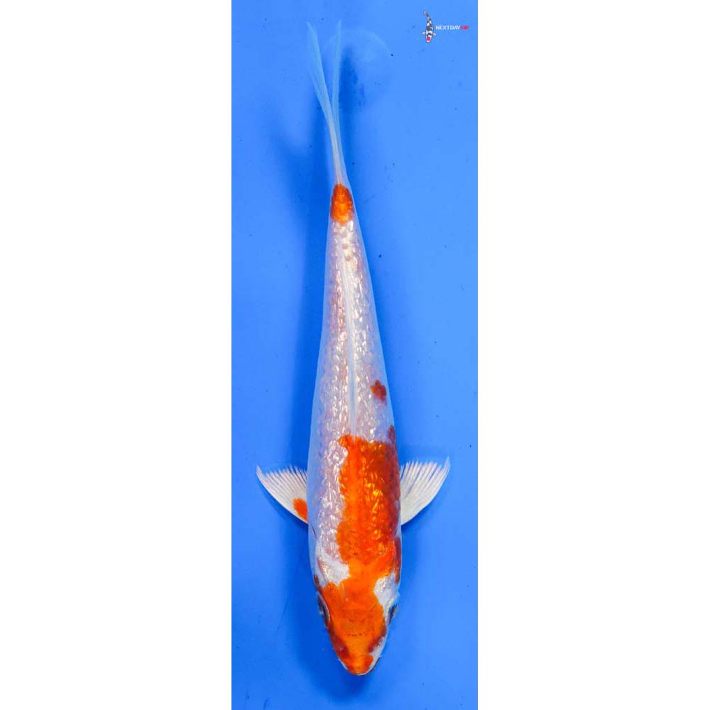 5.5” Imported Gin Rin Hariwake