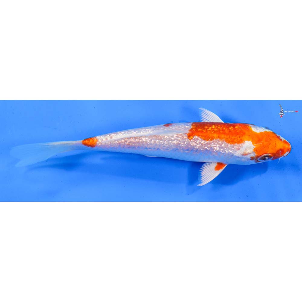 5.5” Imported Gin Rin Hariwake