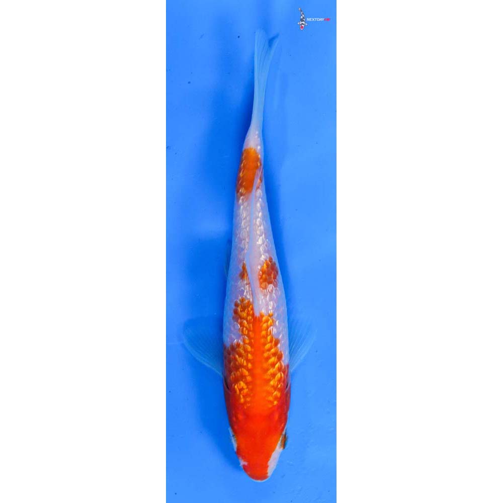 5” Imported Gin Rin Kohaku