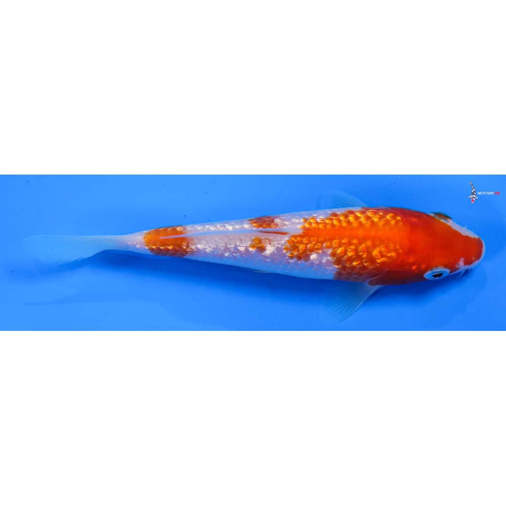 5” Imported Gin Rin Kohaku