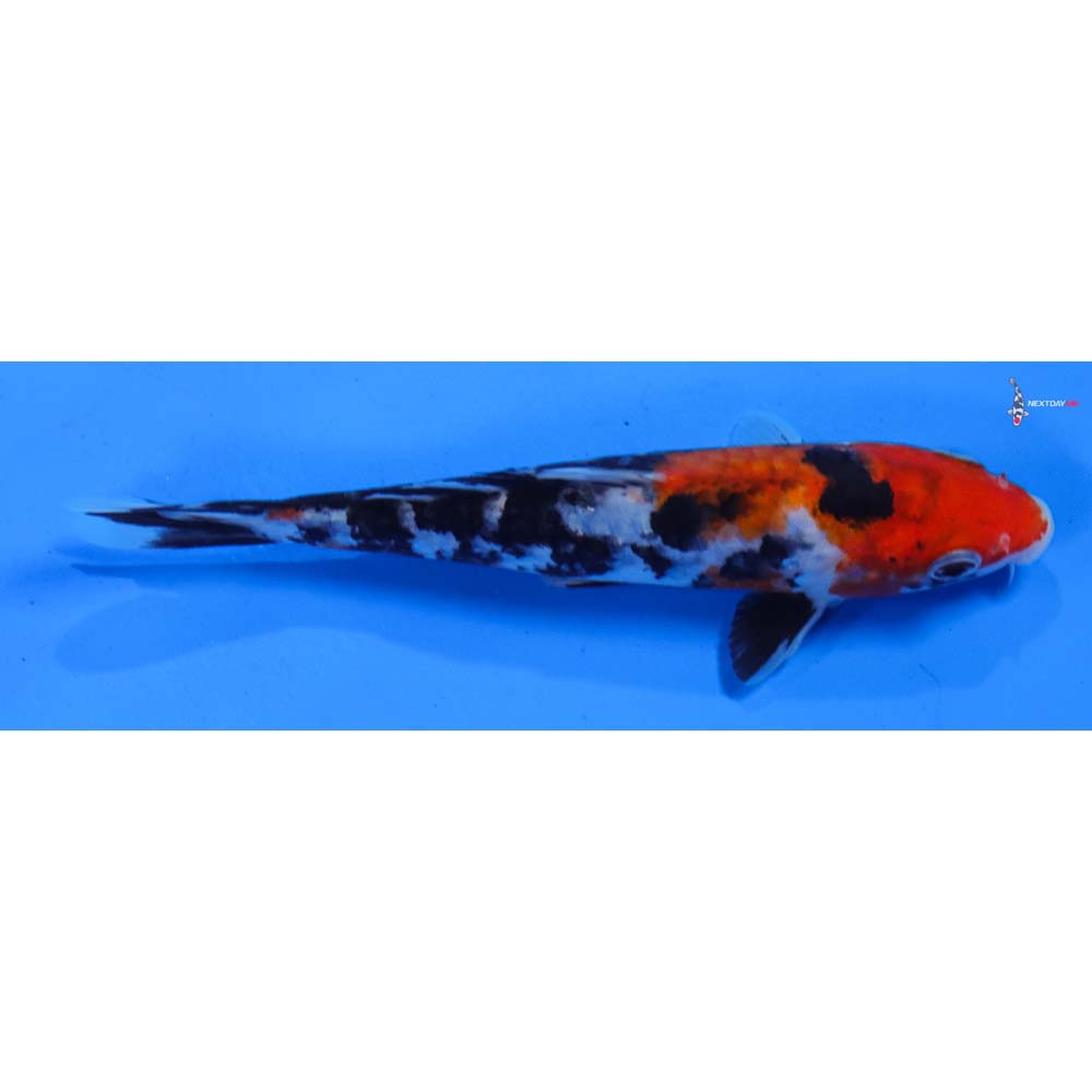 6” Imported Sanke
