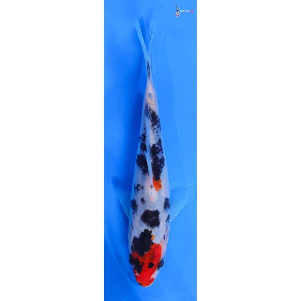 5” Imported Sanke