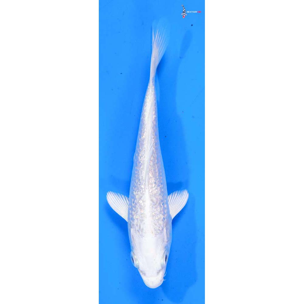 5” Imported Gin Rin Platinum Ogon
