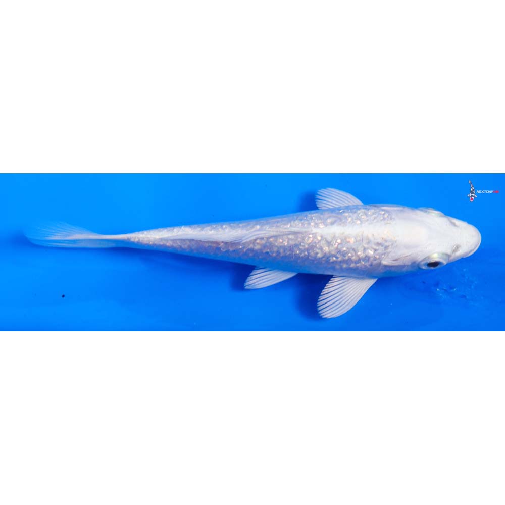 5” Imported Gin Rin Platinum Ogon