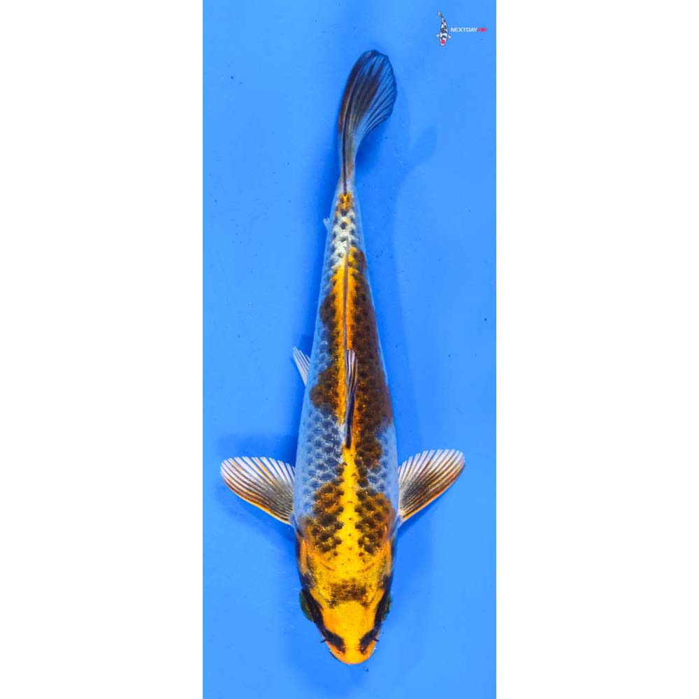5” Imported Kujaku