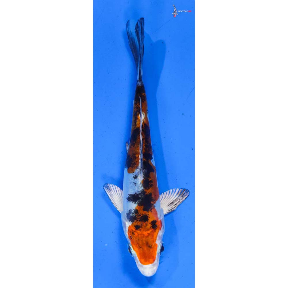5” Imported Heisei Nishiki
