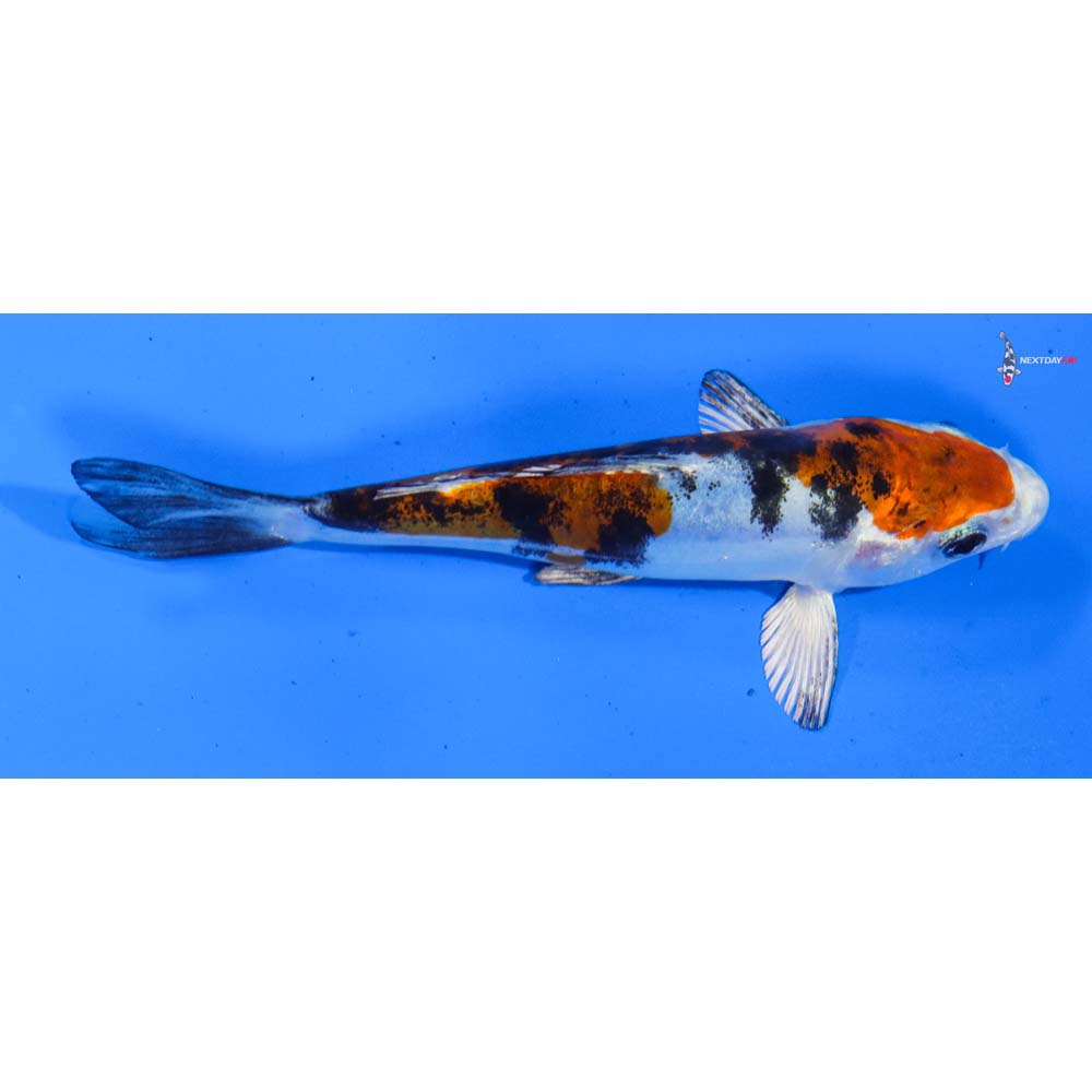 5” Imported Heisei Nishiki