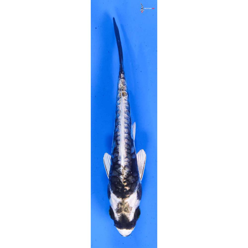 4” Imported Kikokuryu