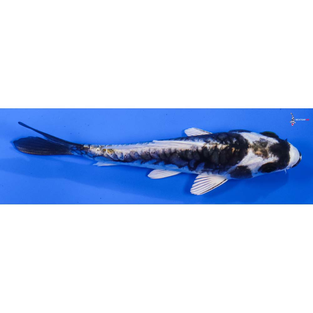 4” Imported Kikokuryu
