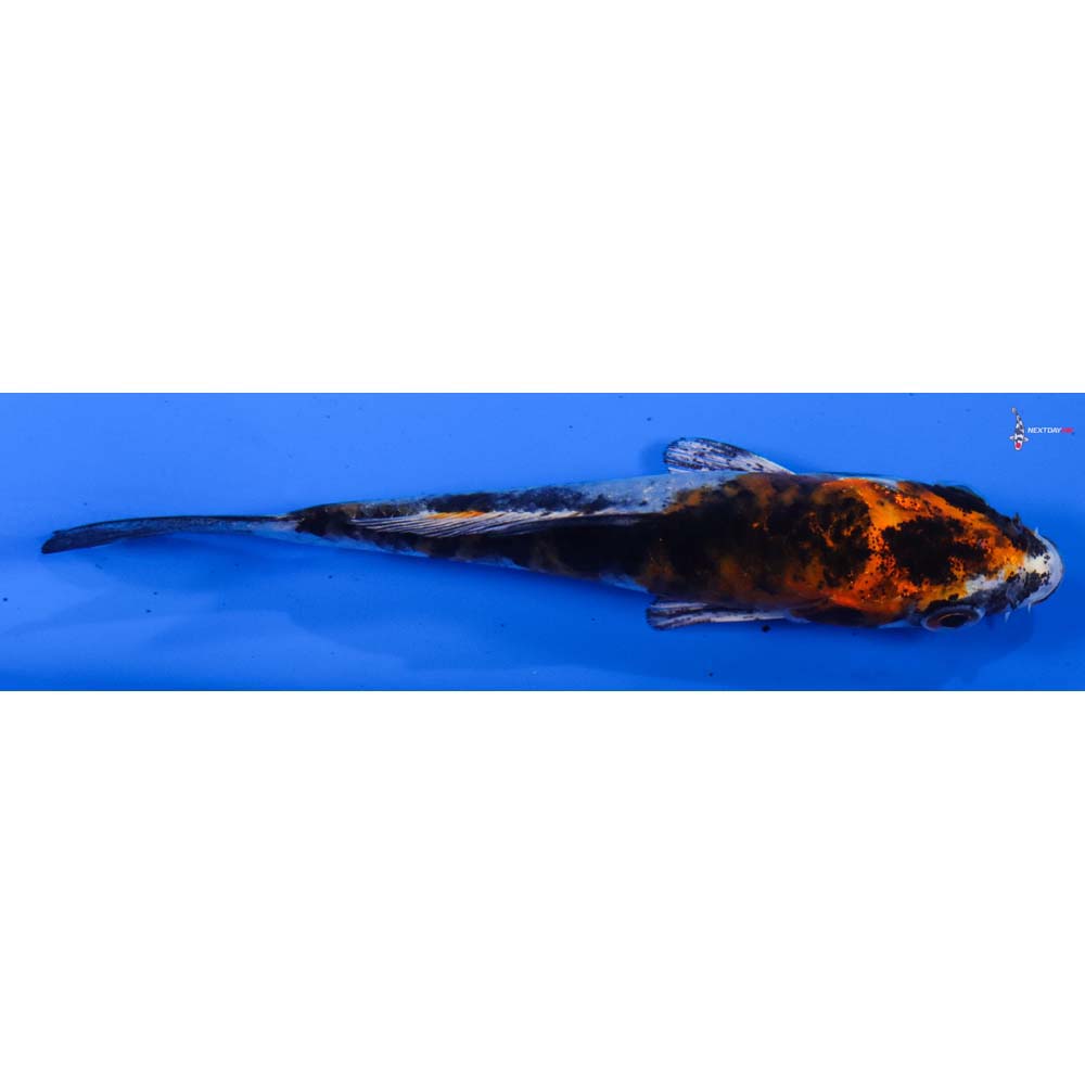 4” Imported Yamato Nishiki