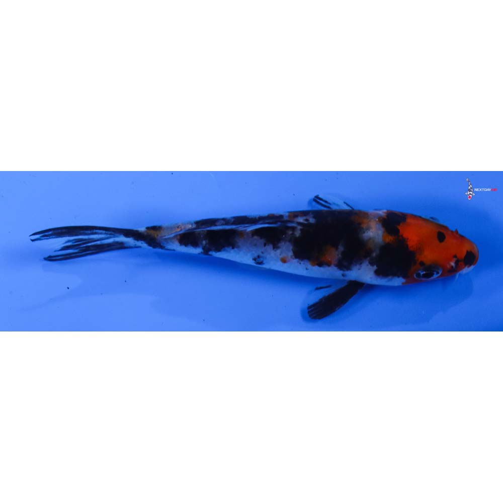 4” Imported Sanke