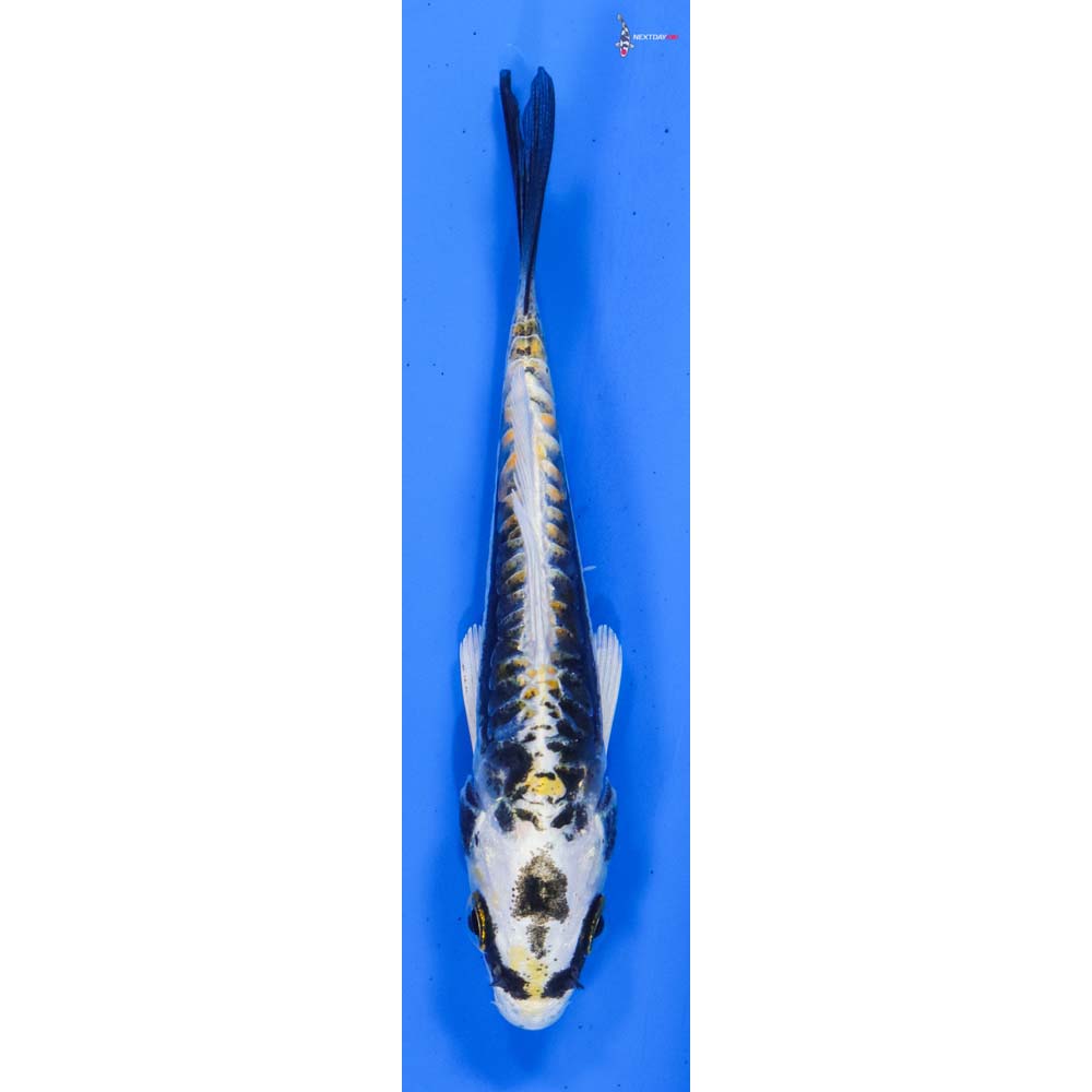4” Imported Kin Kikokuryu
