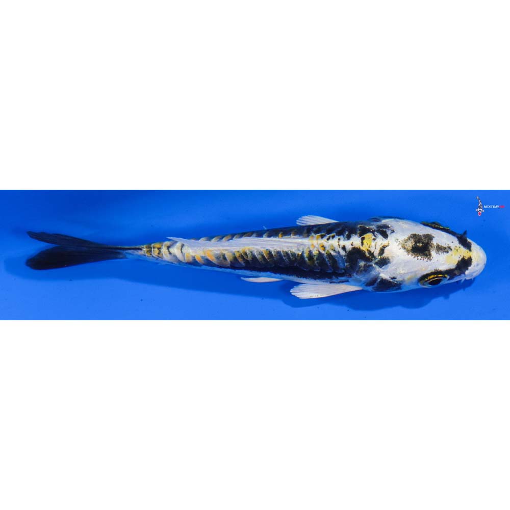 4” Imported Kin Kikokuryu