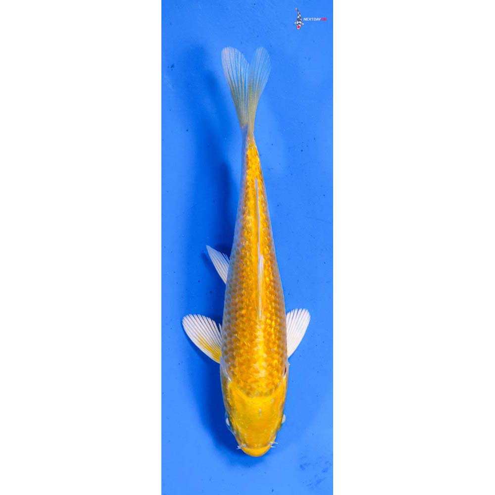 4” Imported Gin Rin Yamabuki Ogon