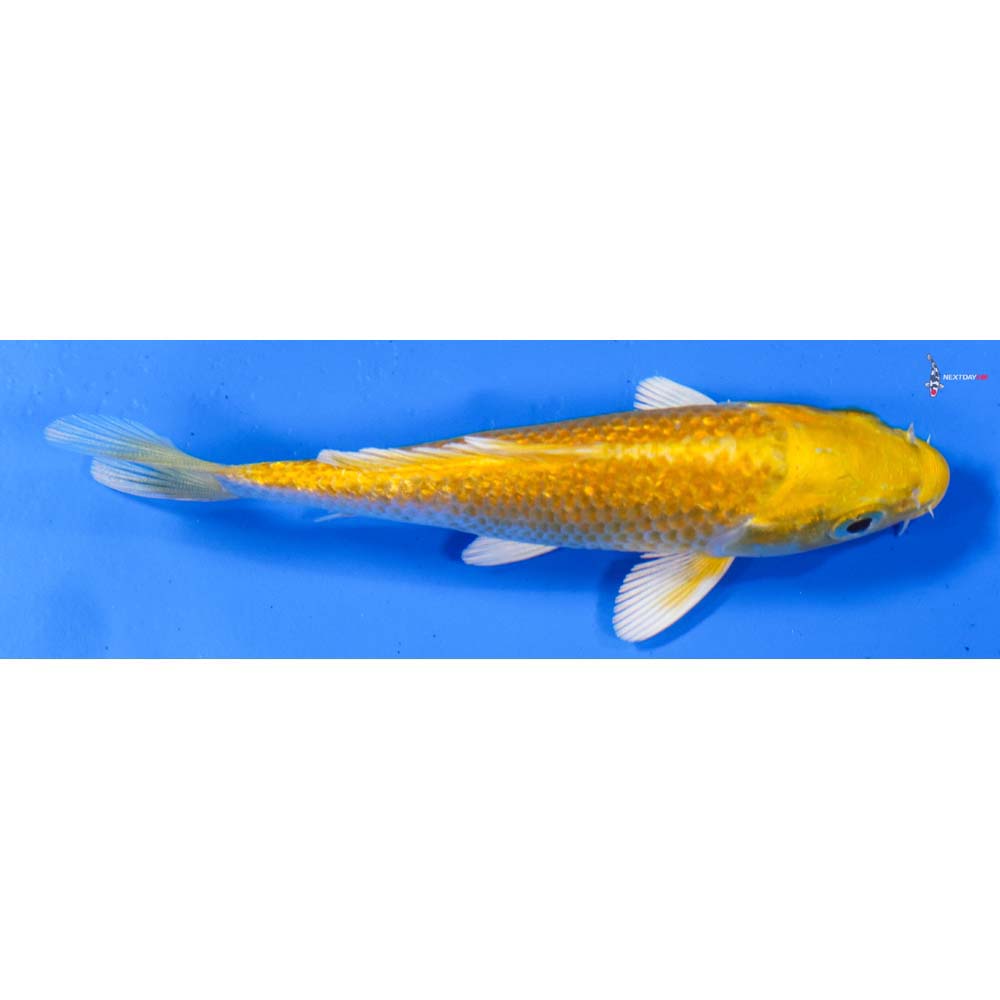 4” Imported Gin Rin Yamabuki Ogon