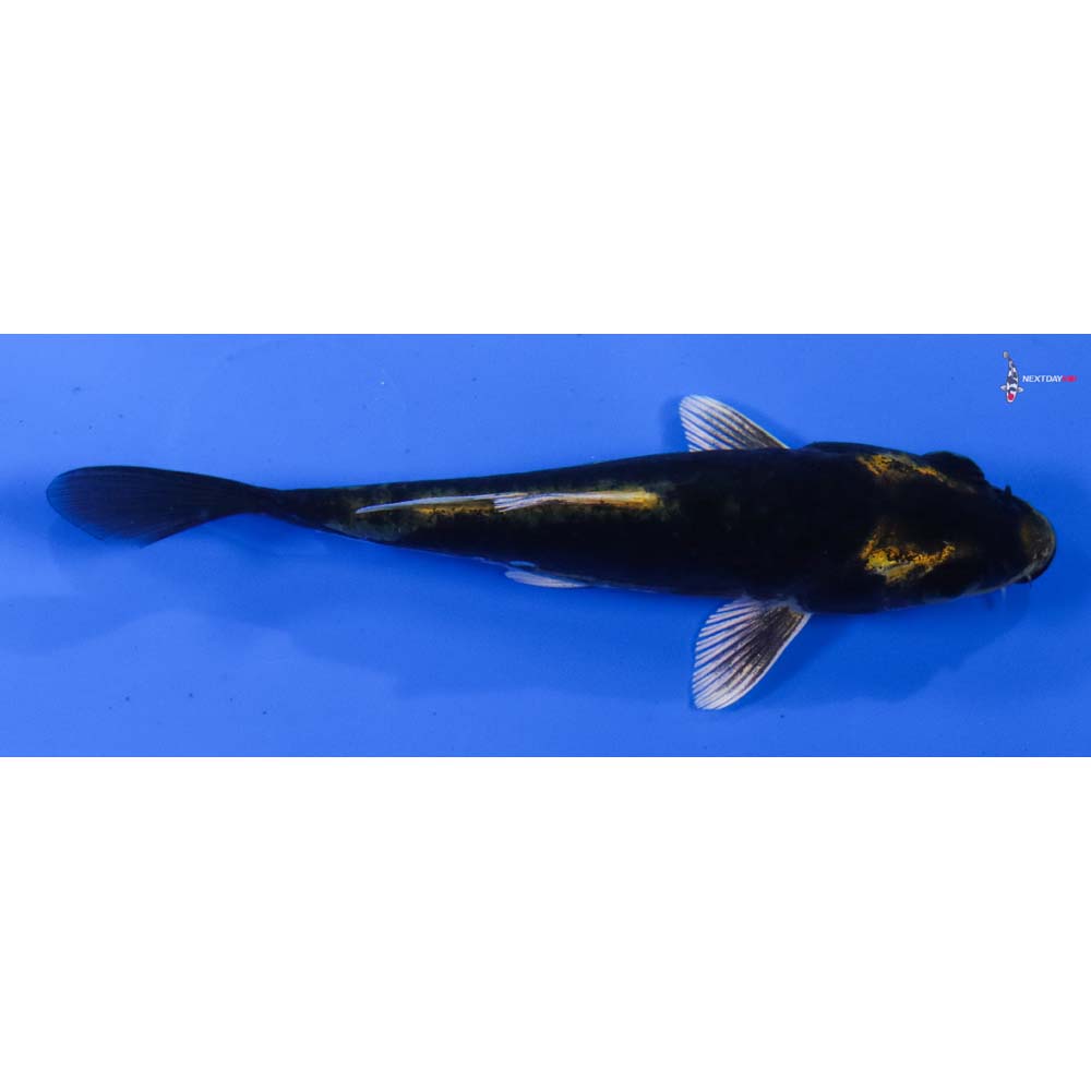 4” Imported Kin Kikokuryu
