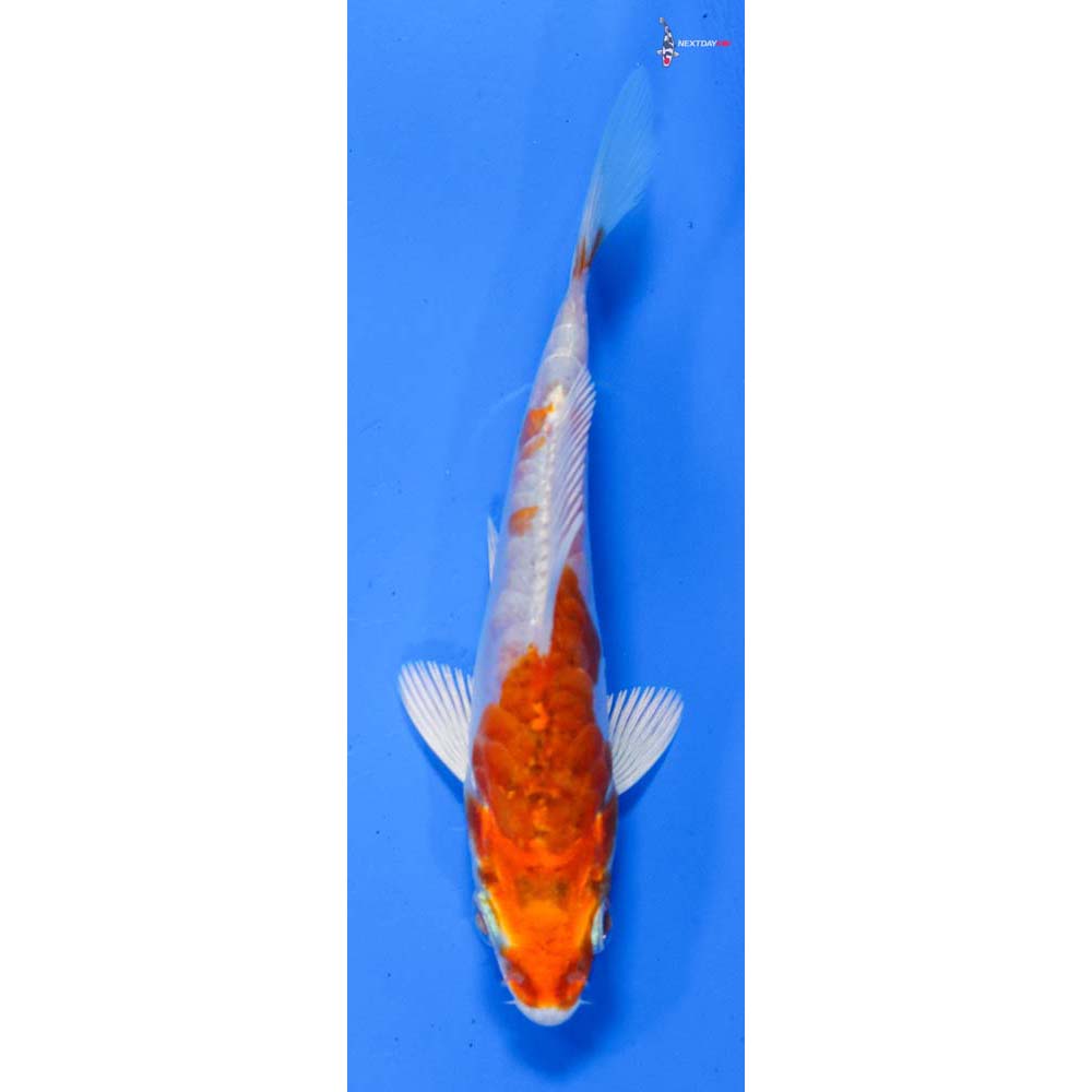4” Imported Kikusui