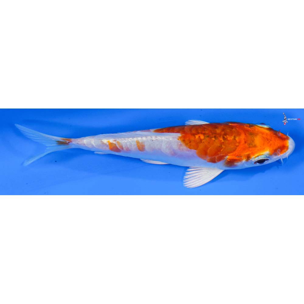 4” Imported Kikusui