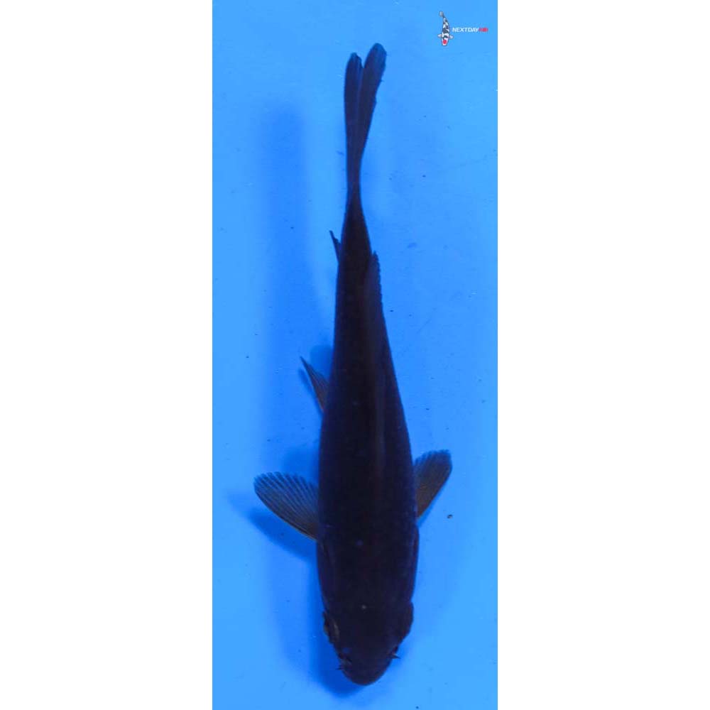 4” Imported Chagoi