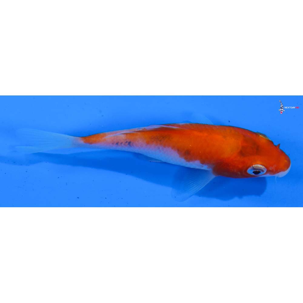 3.5” Imported Kohaku