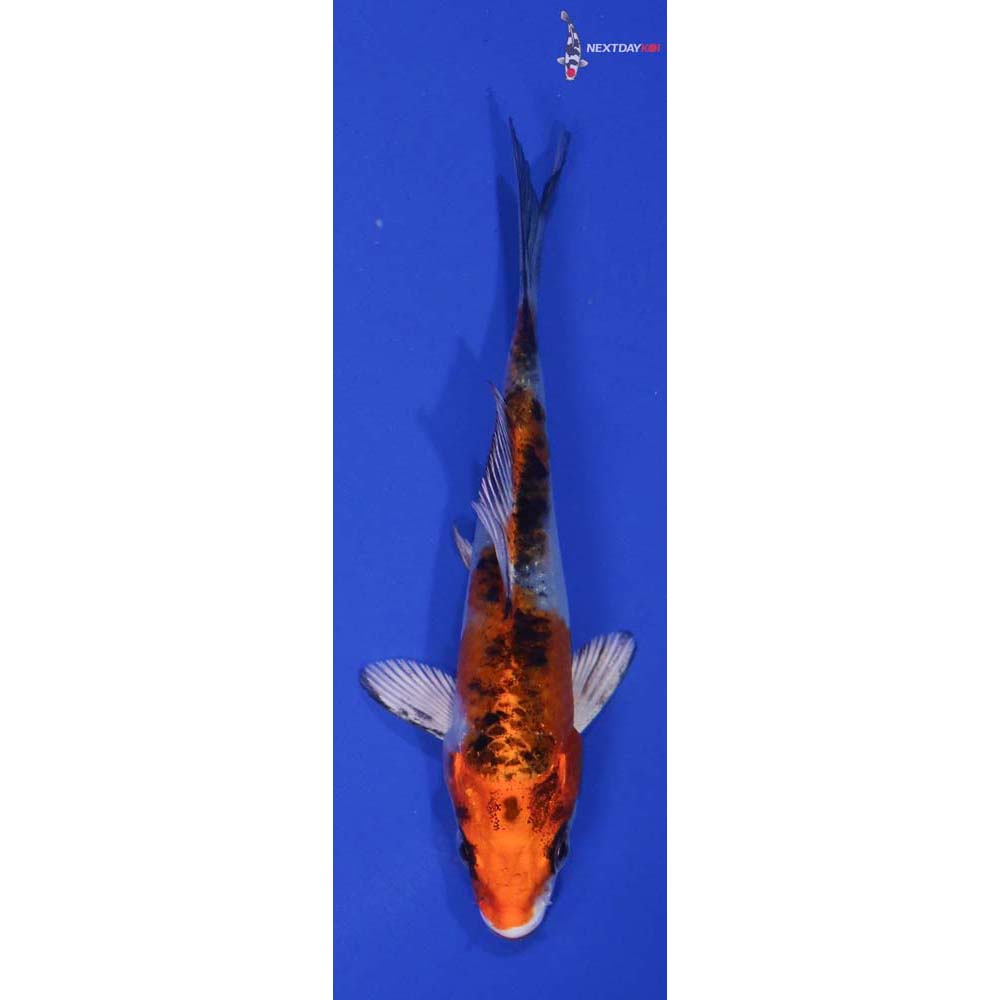 4” Imported Yamato Nishiki