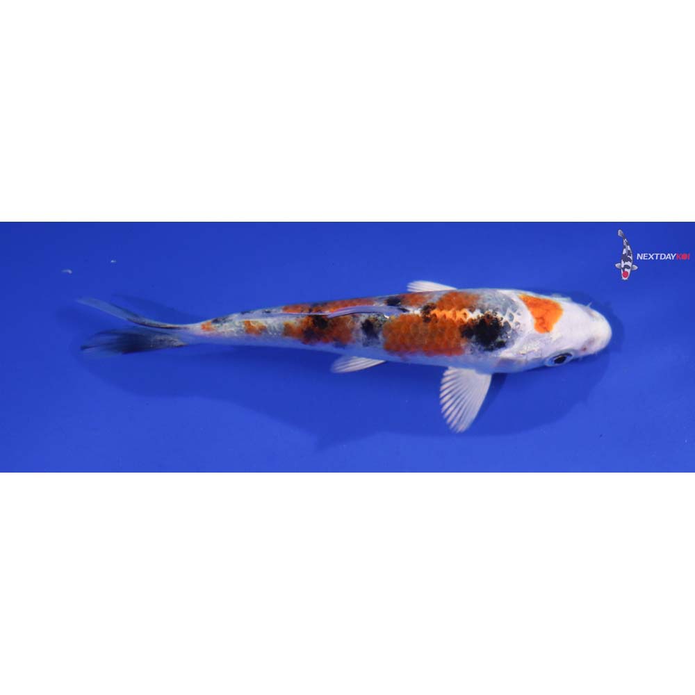 4” Imported Yamato Nishiki