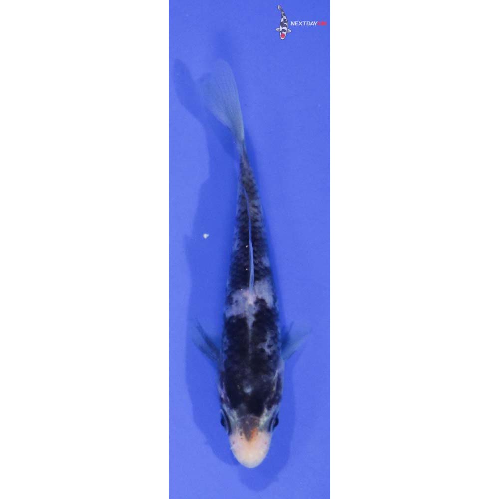4” Imported Matsukawabakke