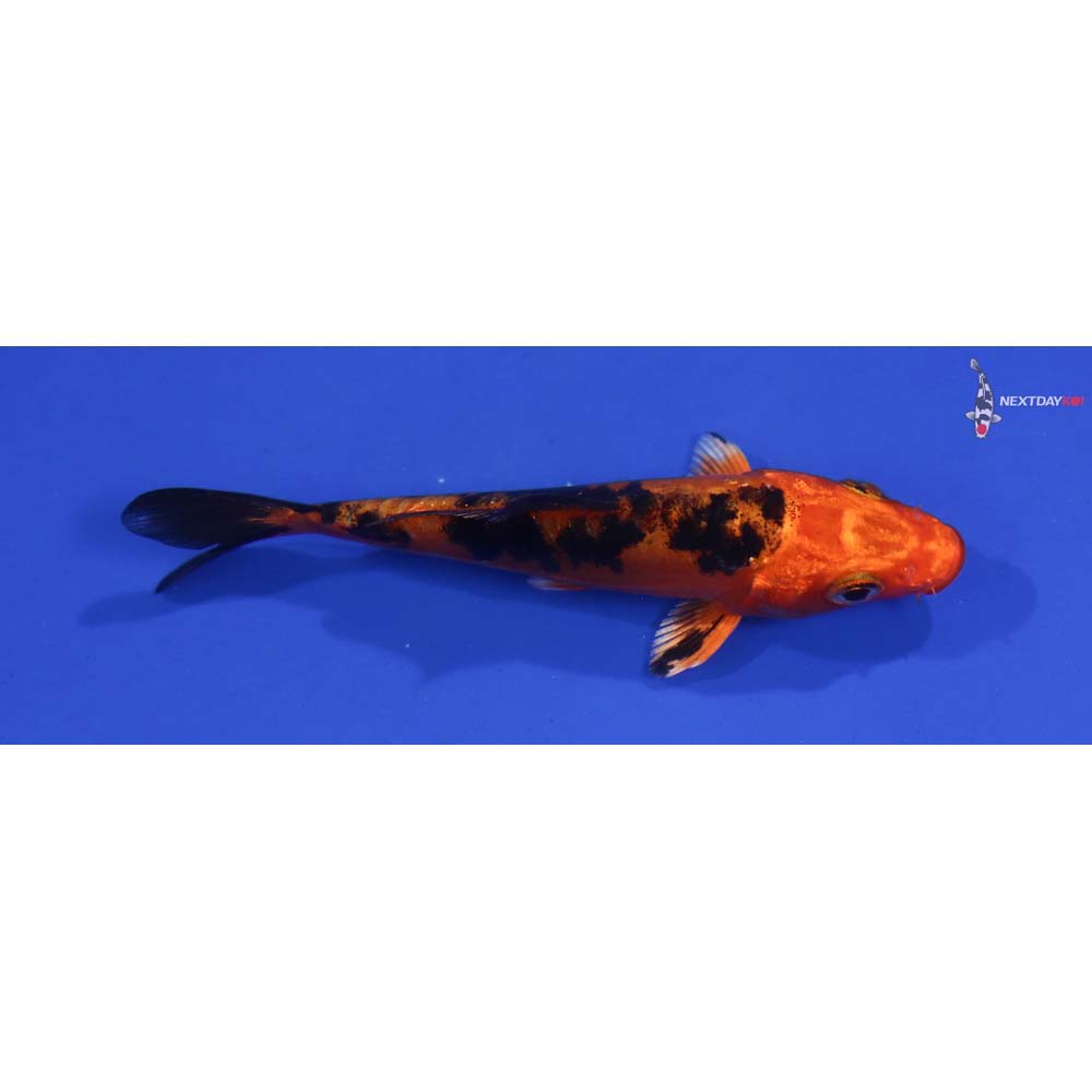 3.5” Imported Doitsu Kin Aka Bekko