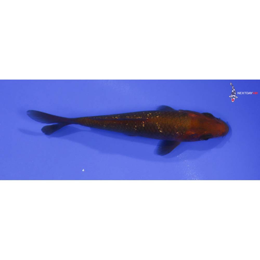 4.5” Imported Gin Rin Chagoi