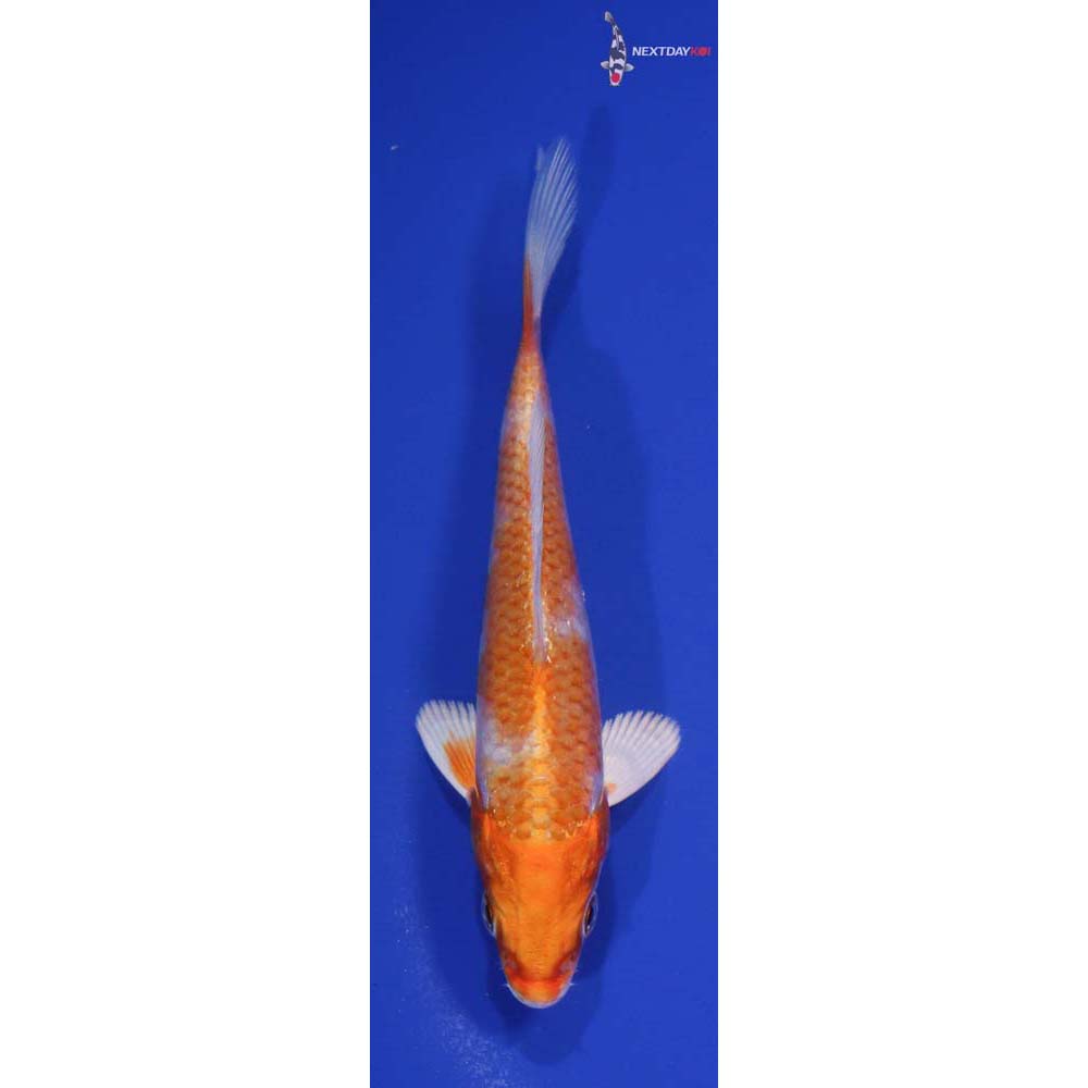 4.5” Imported Hariwake