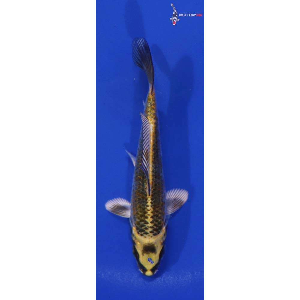 4.5” Imported Kujaku