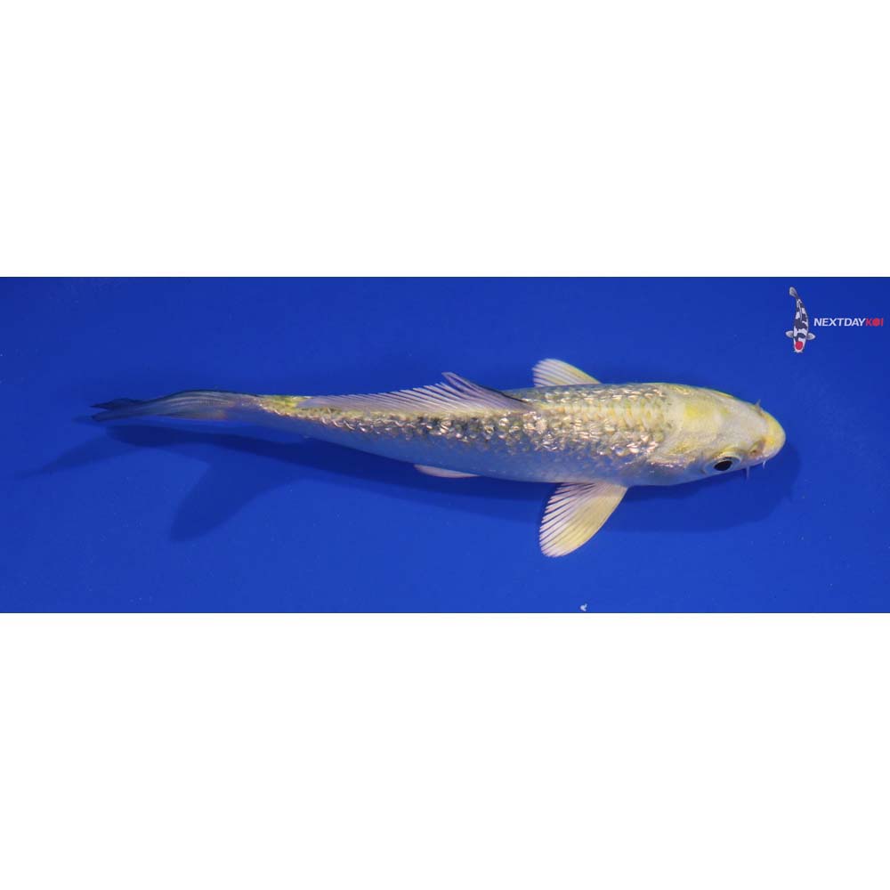 5” Imported Gin Rin Ki Matsuba