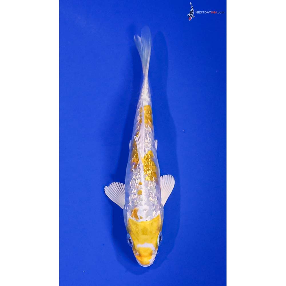 5” Imported Gin Rin Armor Scaled Lemon Hariwake