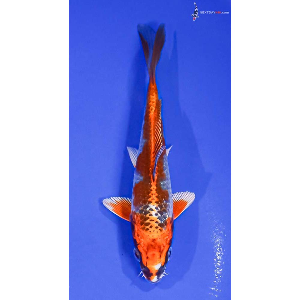 5.5” Imported Kujaku