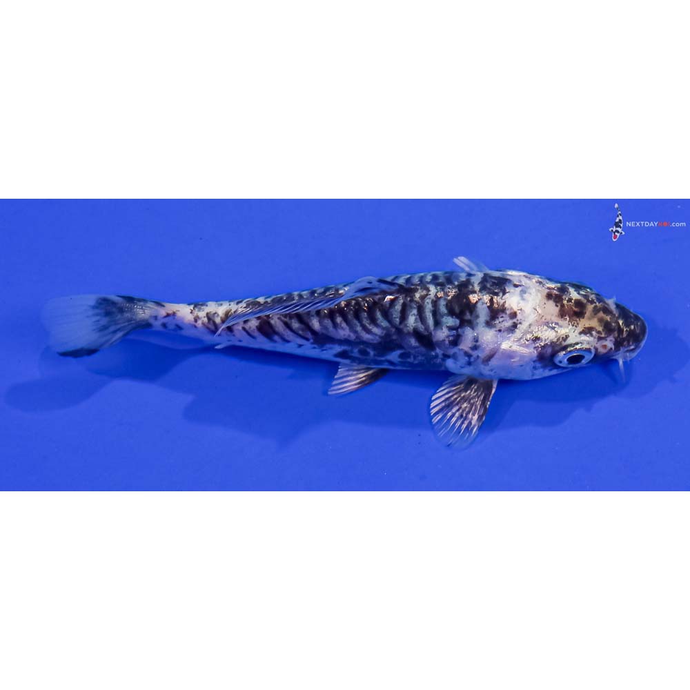 4.5” Imported Kikokuryu