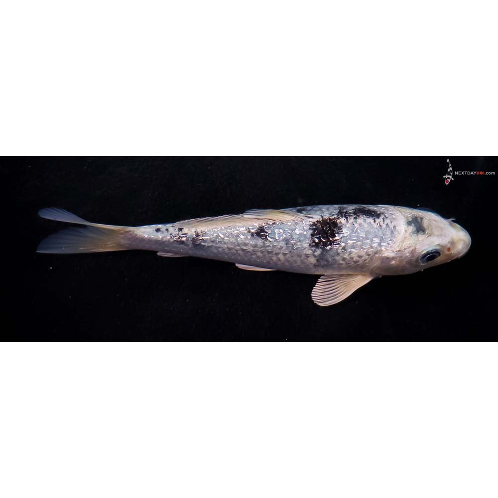 5.5” Imported Gin Rin Gin Shiro Bekko