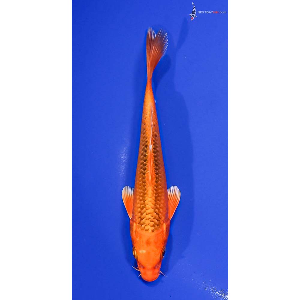 6” Imported Orenji Matsuba