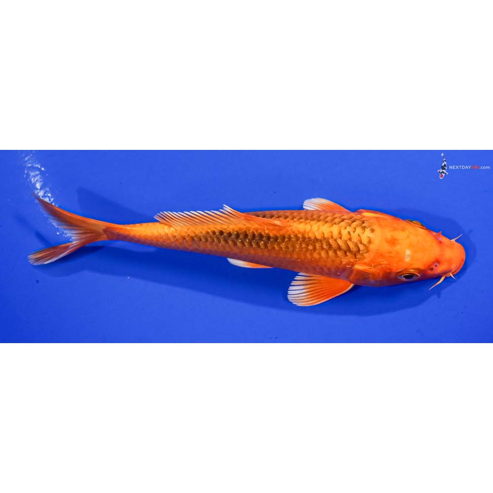6” Imported Orenji Matsuba