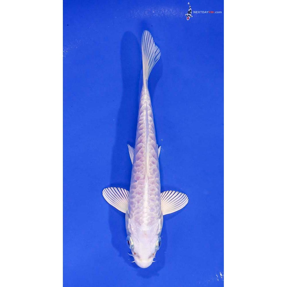 6” Imported Armor Scaled Platinum Ogon