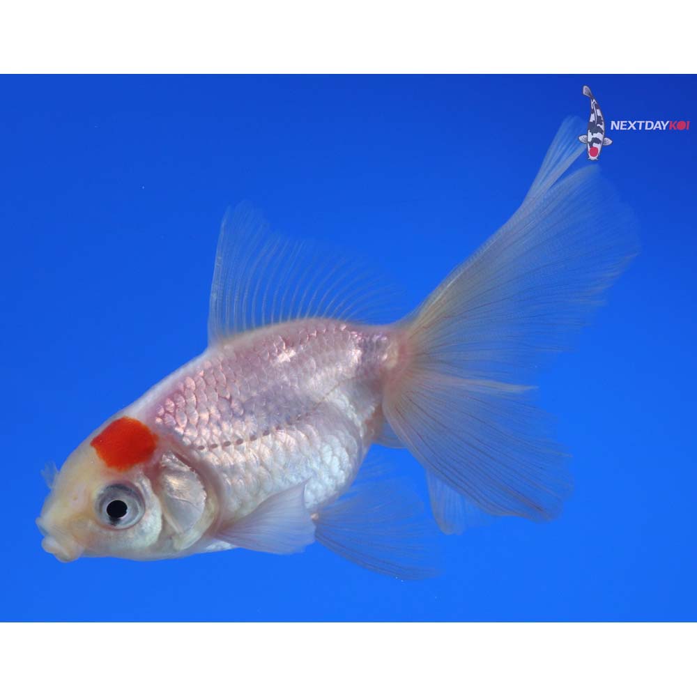 3.5” Imported Redcap Oranda