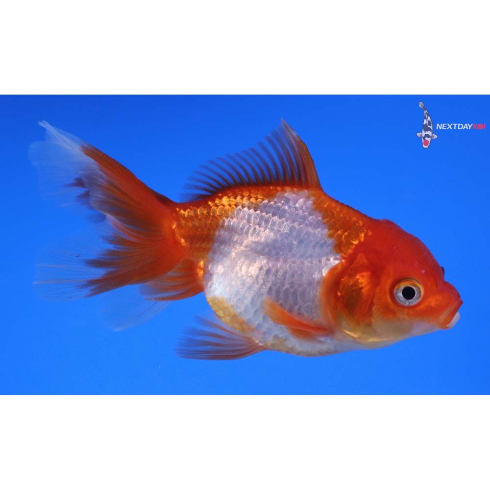 3.5” Imported Red and White Oranda