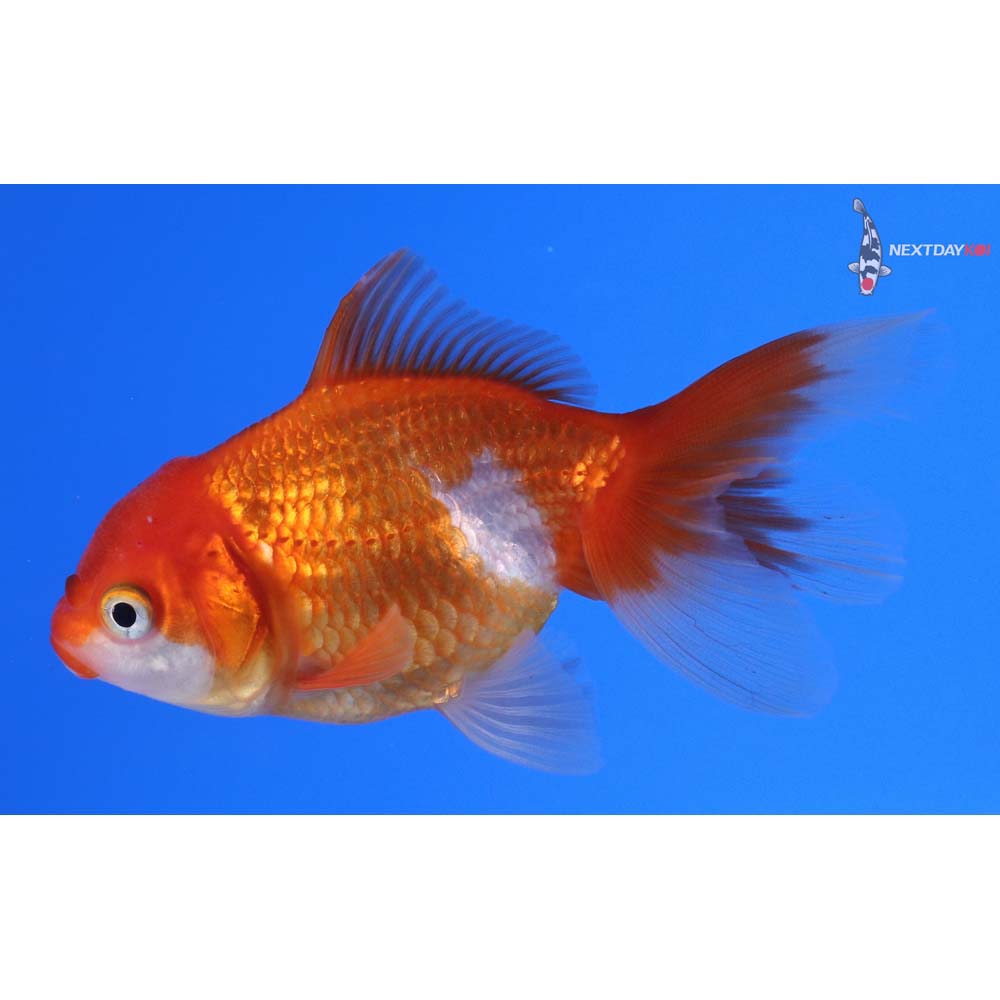 3.5” Imported Red and White Oranda