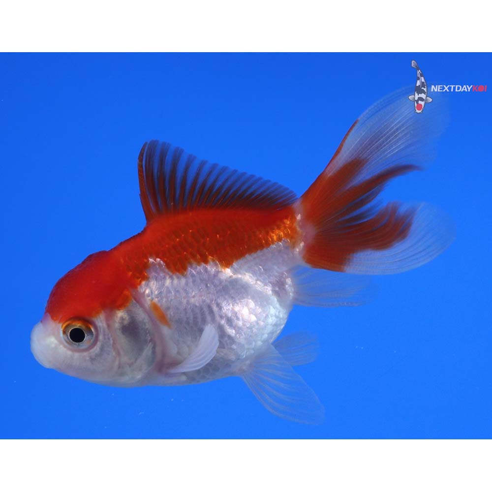 2.5” Imported Red and White Oranda