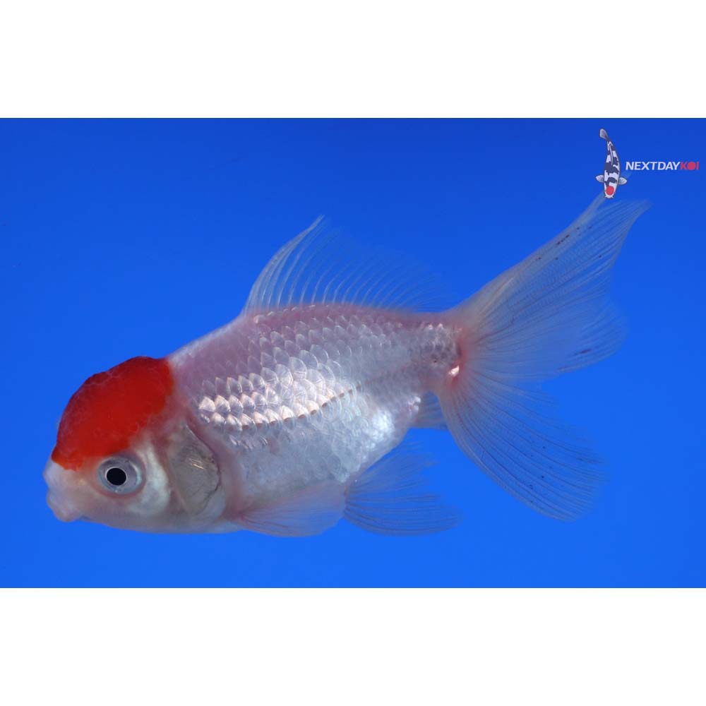 3.5” Imported Redcap Oranda