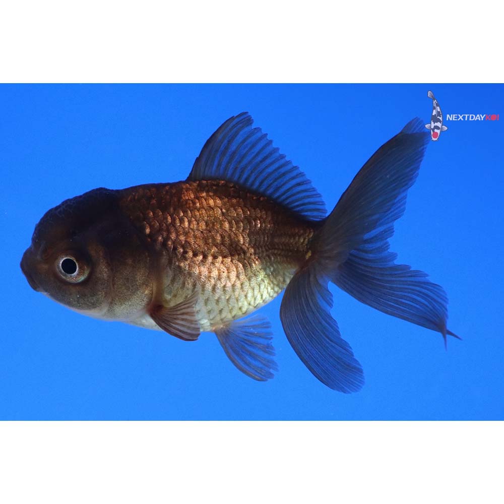 2.5” Imported Bronze Oranda