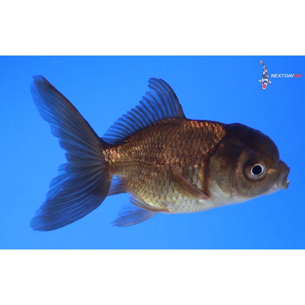 2.5” Imported Bronze Oranda