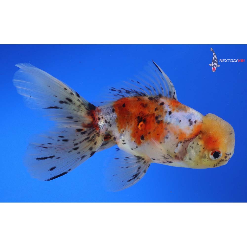 6” Imported Male Calico Oranda
