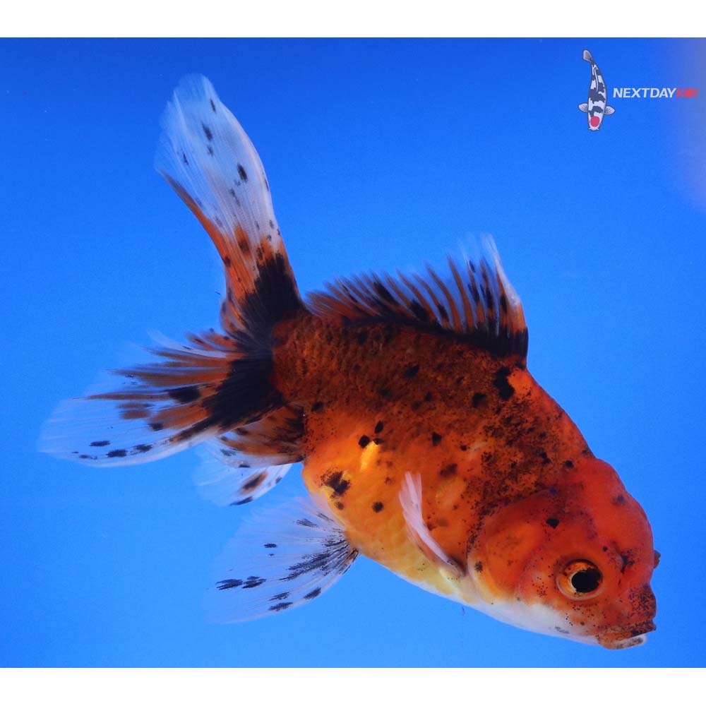 5.5” Imported Calico Oranda