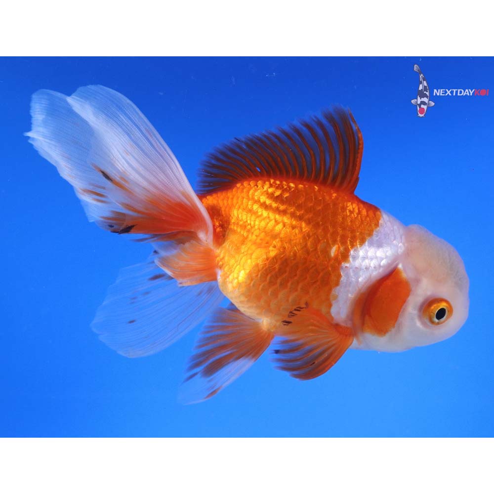 6” Imported Calico Oranda