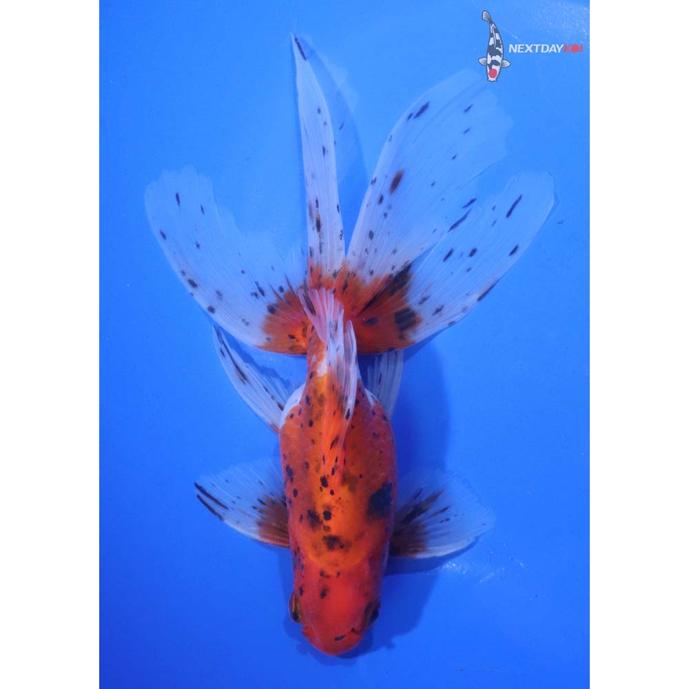 6.5” Imported Male Calico Fantail